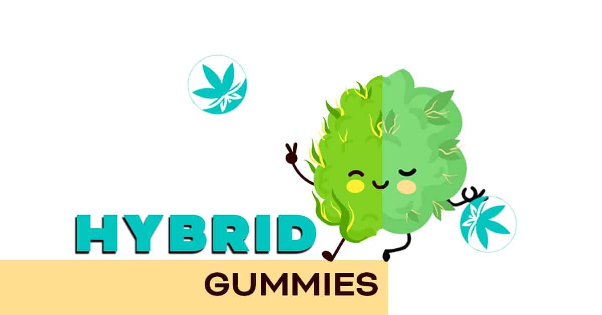 Hybrid gummies half sativa half indica
