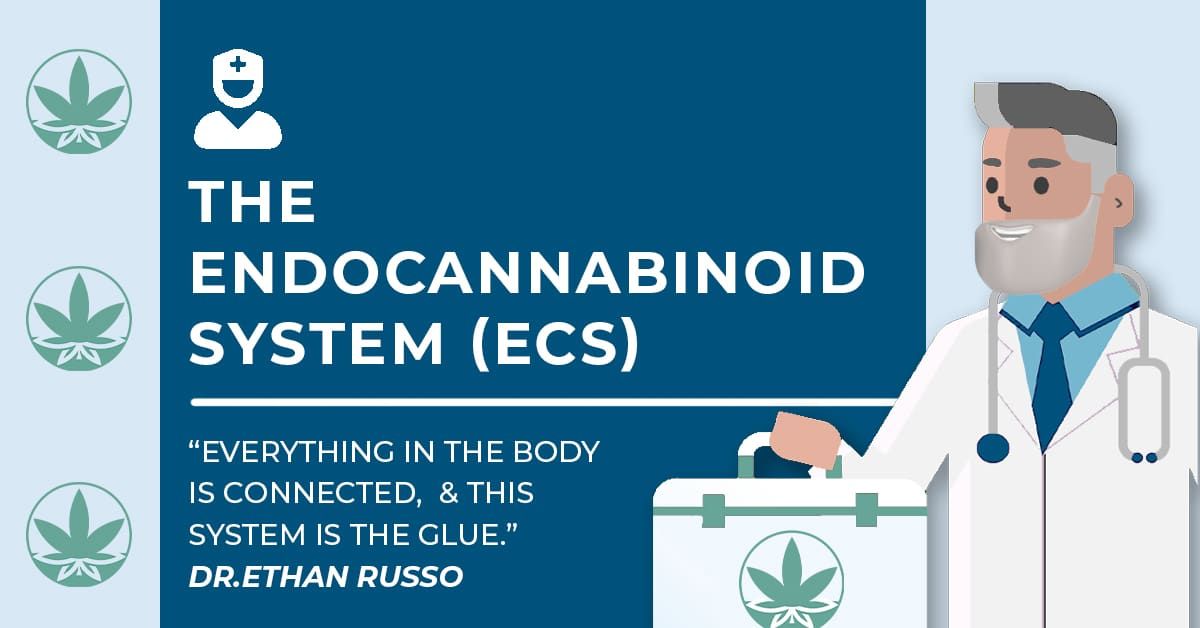 A cartoon of dr. Ethan russo holding a cannabis briefcase with the words 'endocannabinoid system' with a quote that says, 'everything in the human body is connected, and the ecs is the glue. ' - dr. Ethan russo.