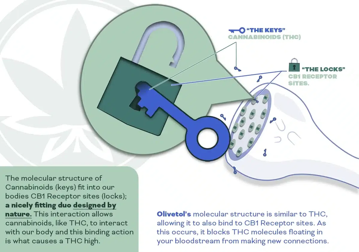 Infographic of the 'Lock' which represents the CB1 Receptors and the 'Key' which represents cannabinoids. 