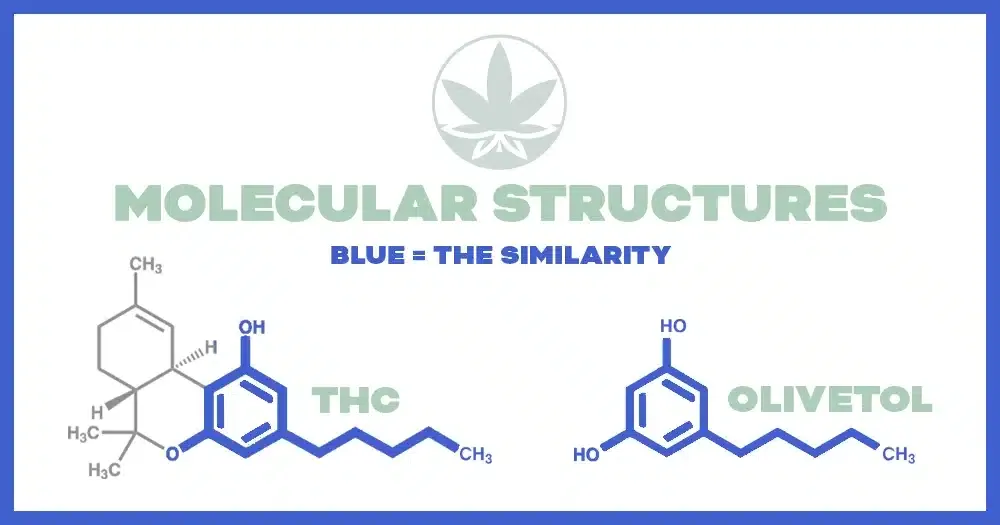 Diagram depicting the similarities of the molecular structures of THC and Olivetol.