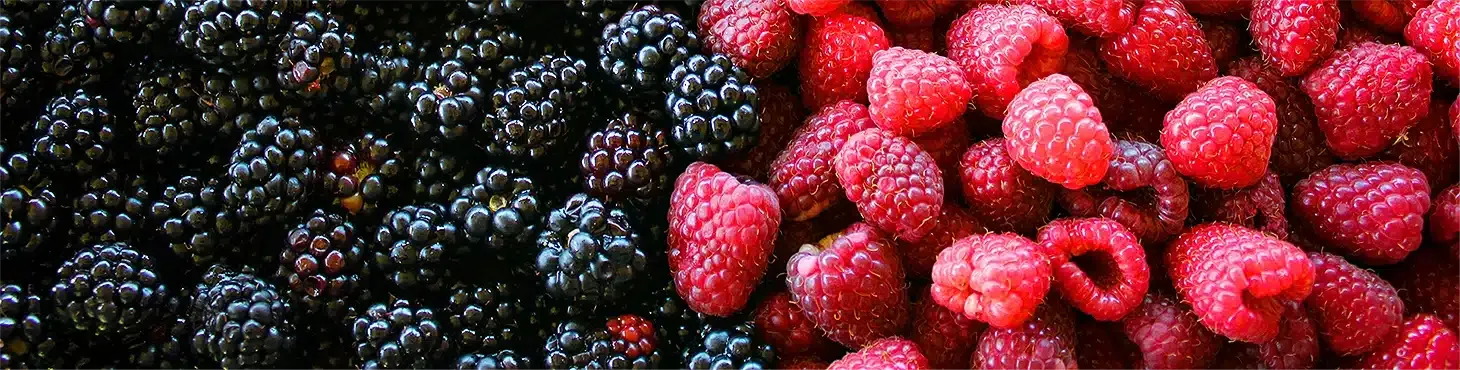 Hundreds of blackberries and raspberries in 4K High-Definition.