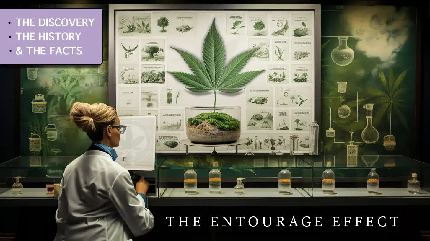A 1990s poster of the entourage effect featuring a timeline of cannabis events. '1998 was a big year. " poster is hanging on a wall and is labeled, 'the discovery, the history, & the facts' historic timeline
