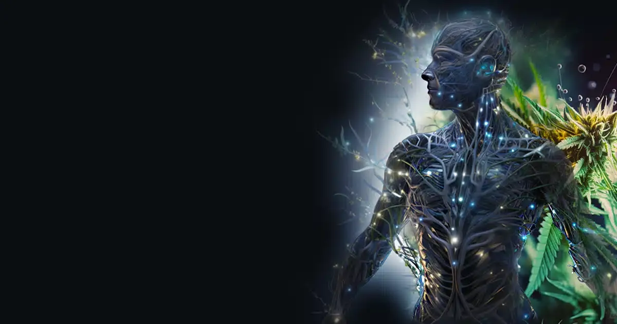 Glowing endocannabinoid locations on a futuristic male diagram showing different areas of the body where endocannabinoids are located.