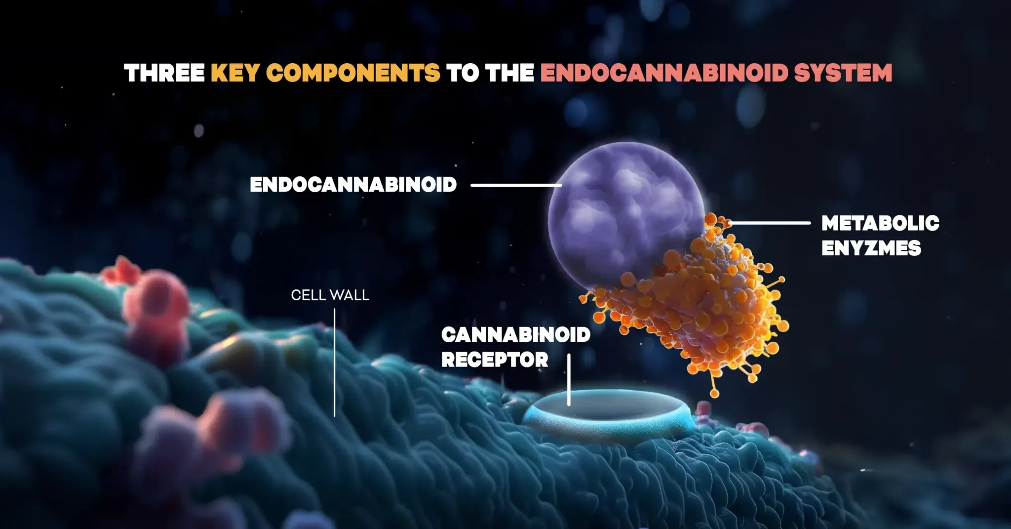 This scientific illustration visually highlights the essential parts of the ecs, with the title 'three key components of the endocannabinoid system. ' set against a microscopic cellular backdrop, it identifies an 'endocannabinoid,' illustrated as a purple sphere; a 'cannabinoid receptor,' shown as a socket on the blue cell wall; and 'metabolic enzymes,' depicted as orange and yellow clusters engaging with the endocannabinoid. All key parts are prominently displayed, indicating the importance of these three components in the functioning of the ecs. This vivid visualization removes any confusion and is great for educational purposes.
